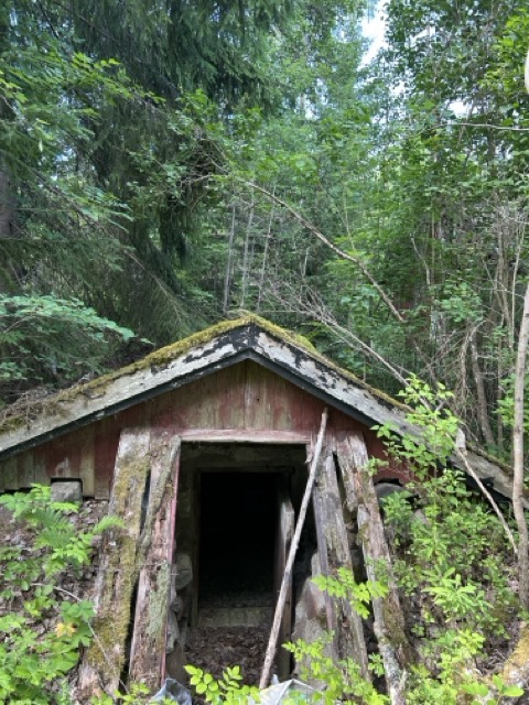 Gammal jordkällare halv igenvuxen av skog och buskar